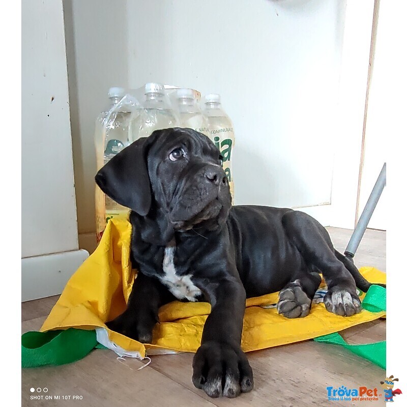 Cucciola nera Disponibile di cane Corso - Foto n. 1