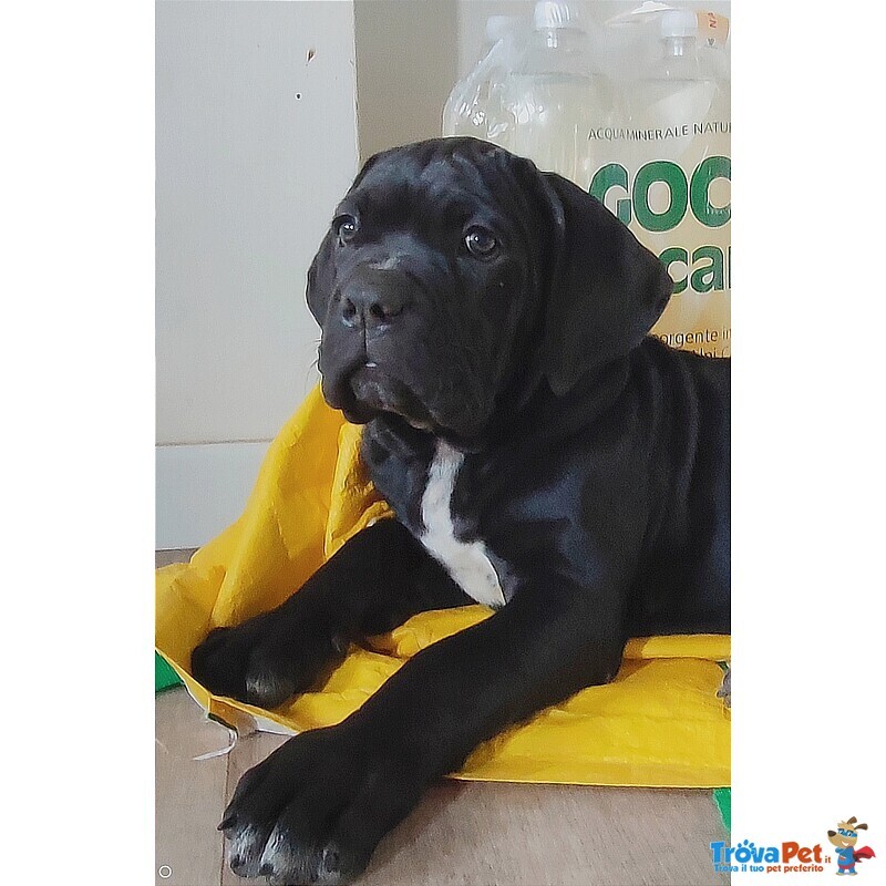 Cucciola nera Disponibile di cane Corso - Foto n. 4