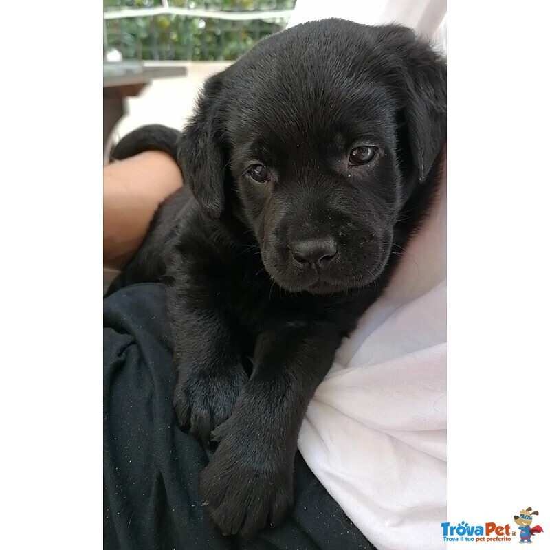 Splendidi Cuccioli neri di Labrador Retriever - Foto n. 1