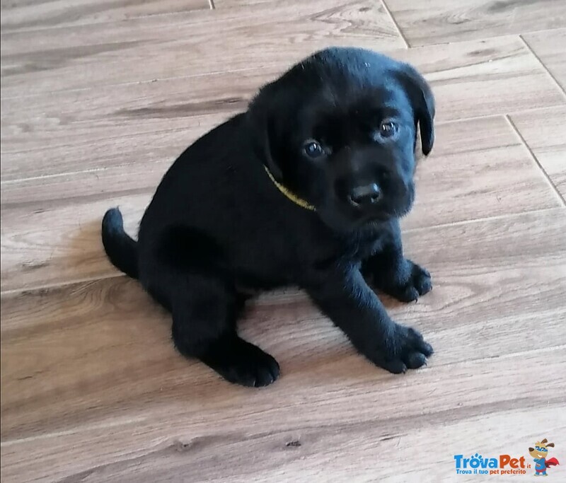 Splendidi Cuccioli neri di Labrador Retriever - Foto n. 4