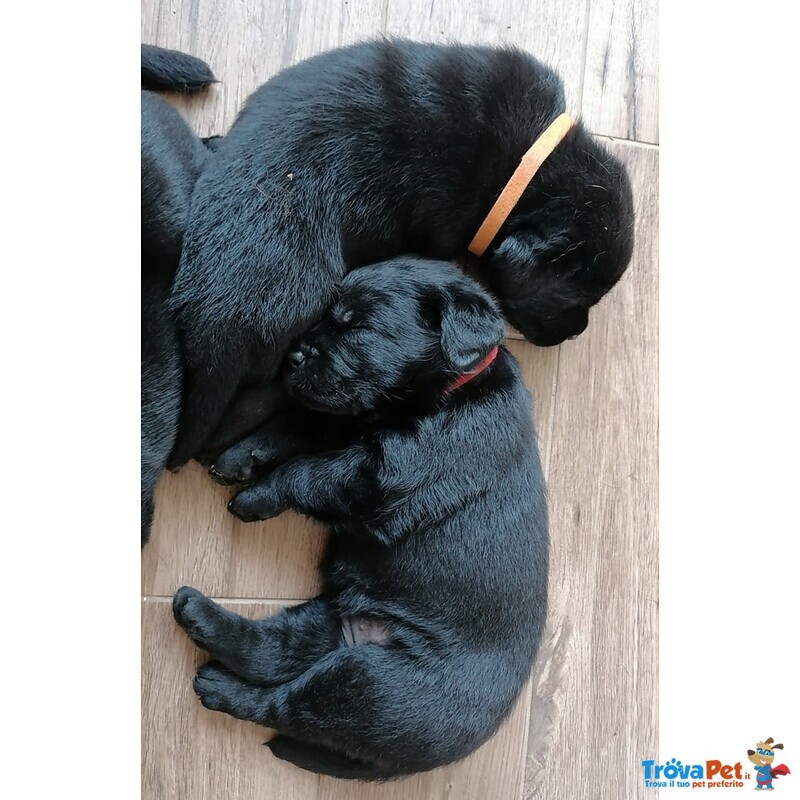 Splendidi Cuccioli neri di Labrador Retriever - Foto n. 7