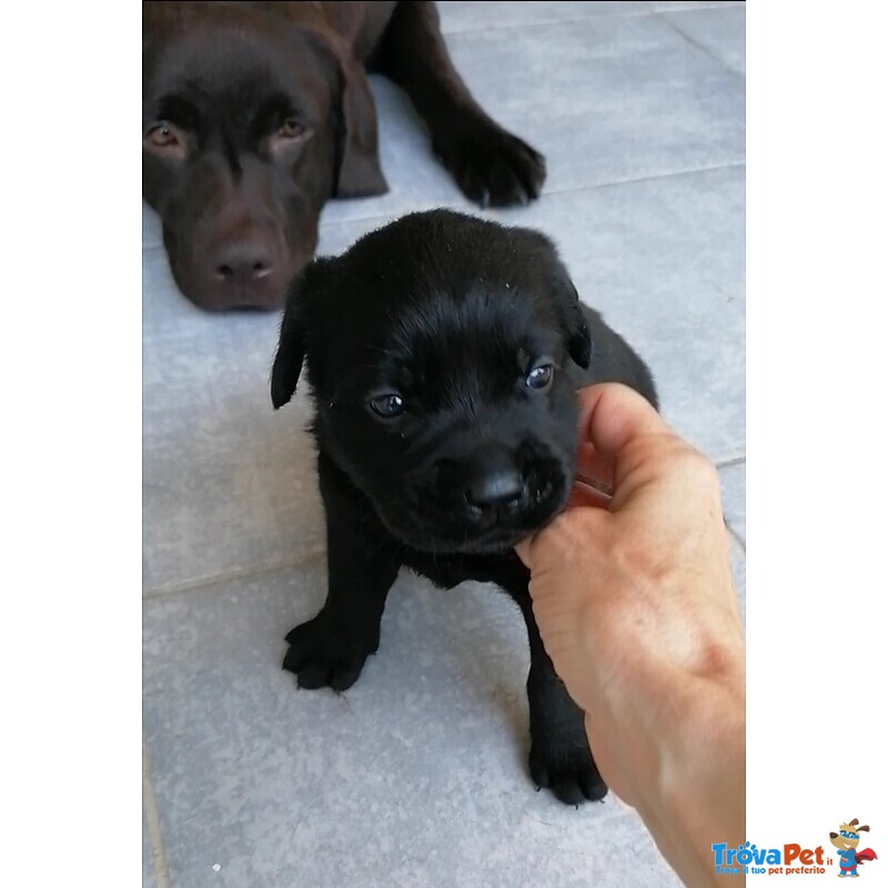 Splendidi Cuccioli neri di Labrador Retriever - Foto n. 8
