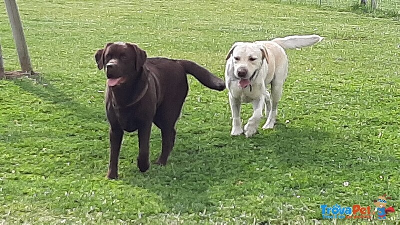 Splendidi Cuccioli neri di Labrador Retriever - Foto n. 10