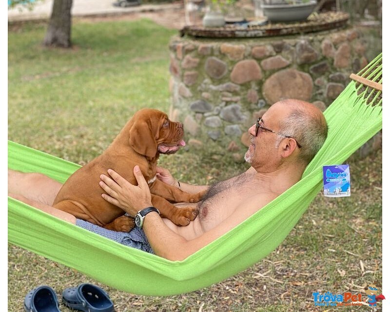 Dogue de Bordeaux Cuccioli - Foto n. 1