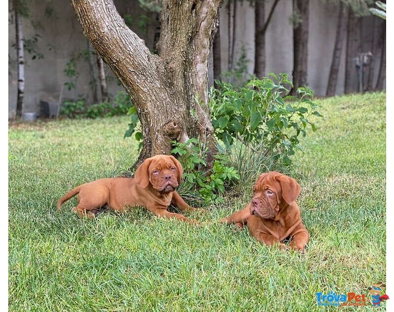 Dogue de Bordeaux Cuccioli - Foto n. 2