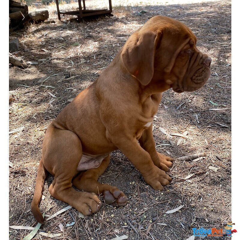 Dogue de Bordeaux Cuccioli - Foto n. 3