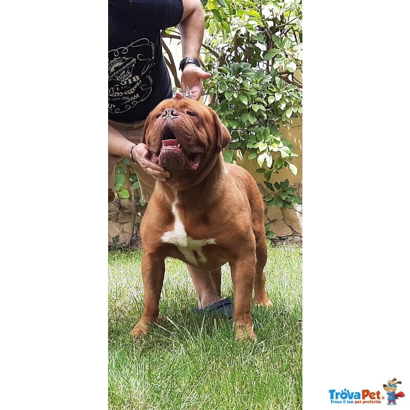 Dogue de Bordeaux Cuccioli - Foto n. 4