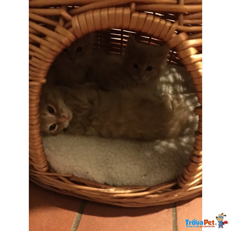 Vendesi Meravigliosi Cuccioli di Maine Coon - Foto n. 2