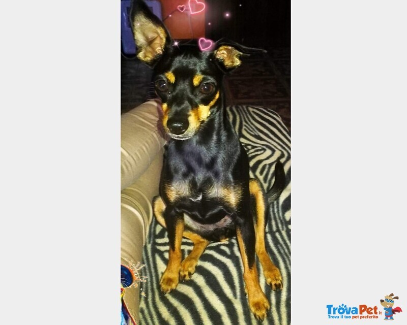 Cerco Pinscher Maschio per Accoppiamento - Foto n. 1