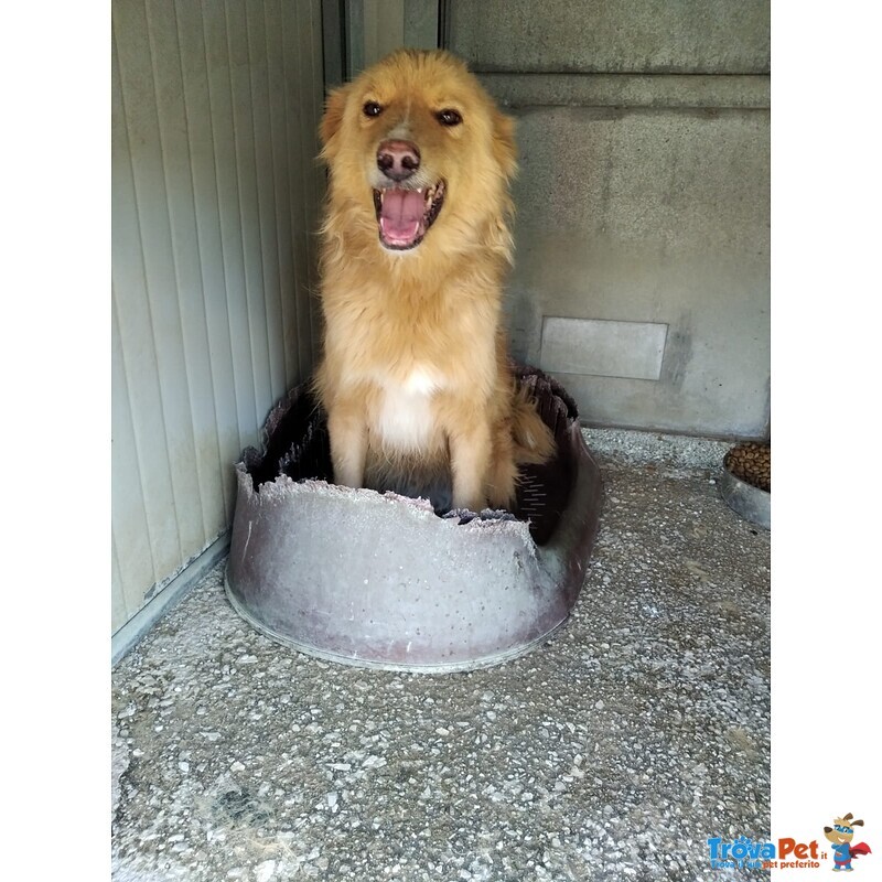 Martin: Dolcissimo Simil Golden Retriever - Foto n. 1