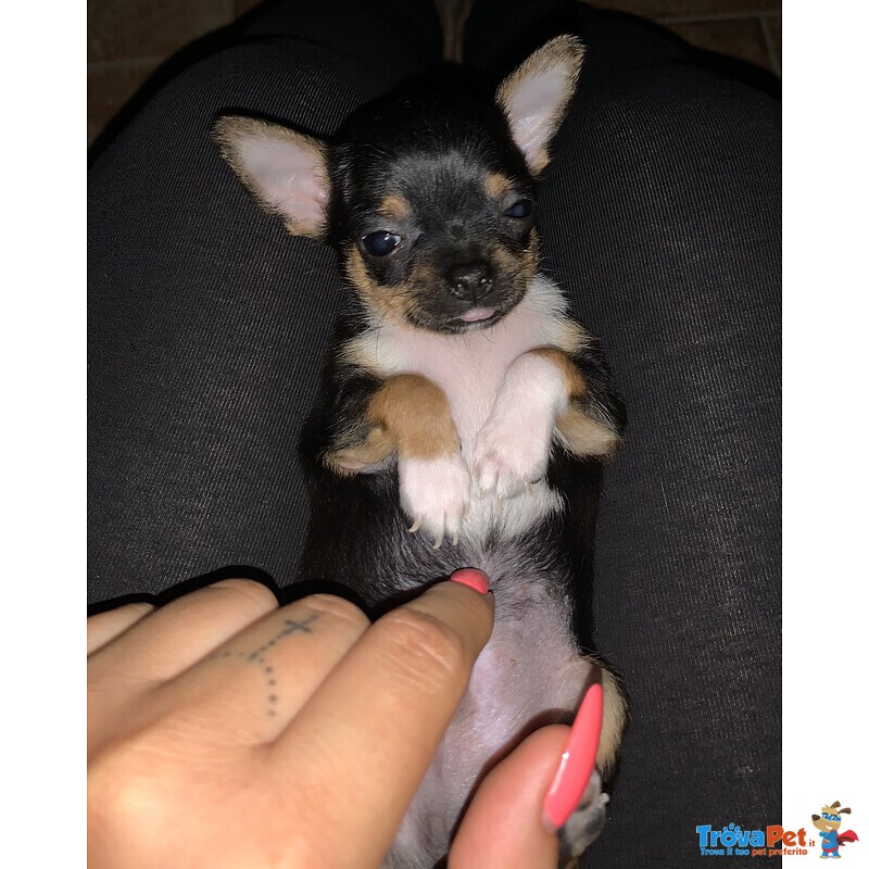 Cuccioli di Chihuahua - Foto n. 1