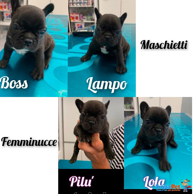 Cuccioli di Bouledogue Francese - Foto n. 1