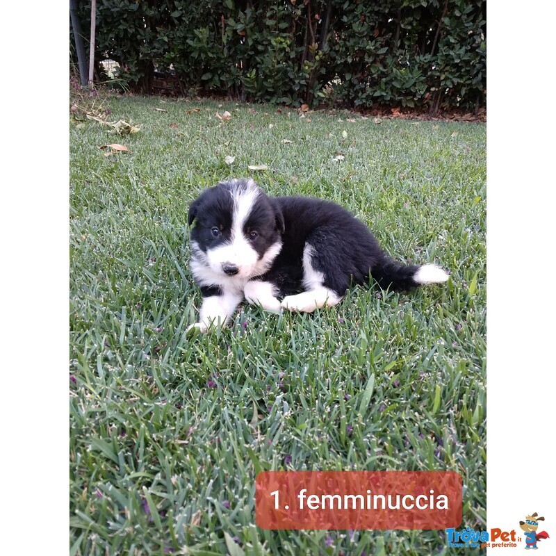 Cuccioli di Border Collie - Foto n. 1