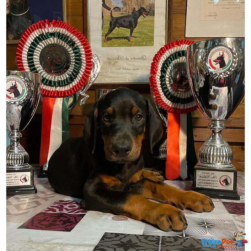 Dobermann Cuccioli Marrone Focato - Foto n. 2