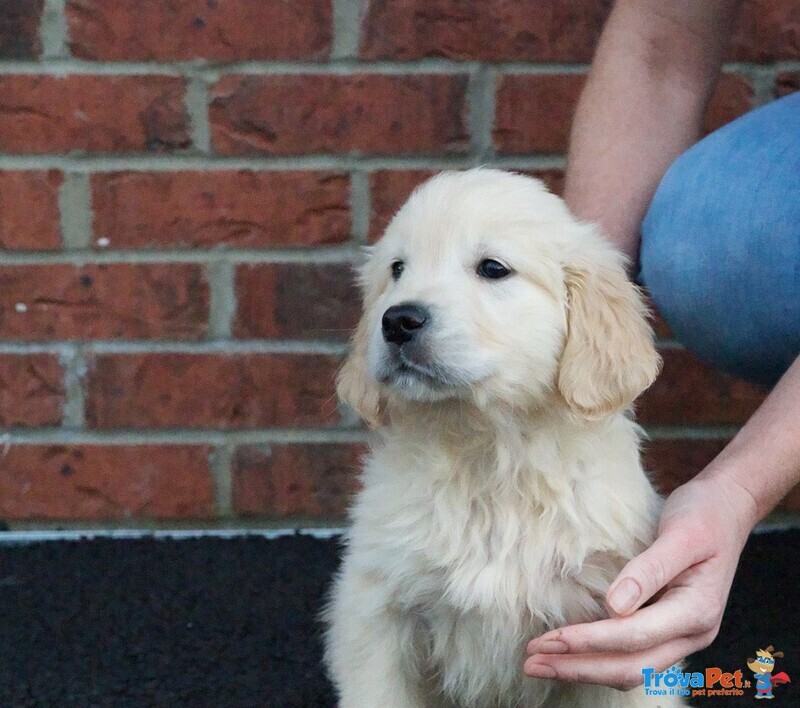 Cuccioli di Golden Retriever con Pedigree - Foto n. 1