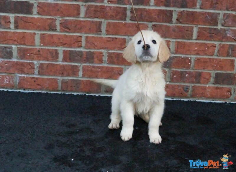 Cuccioli di Golden Retriever con Pedigree - Foto n. 2