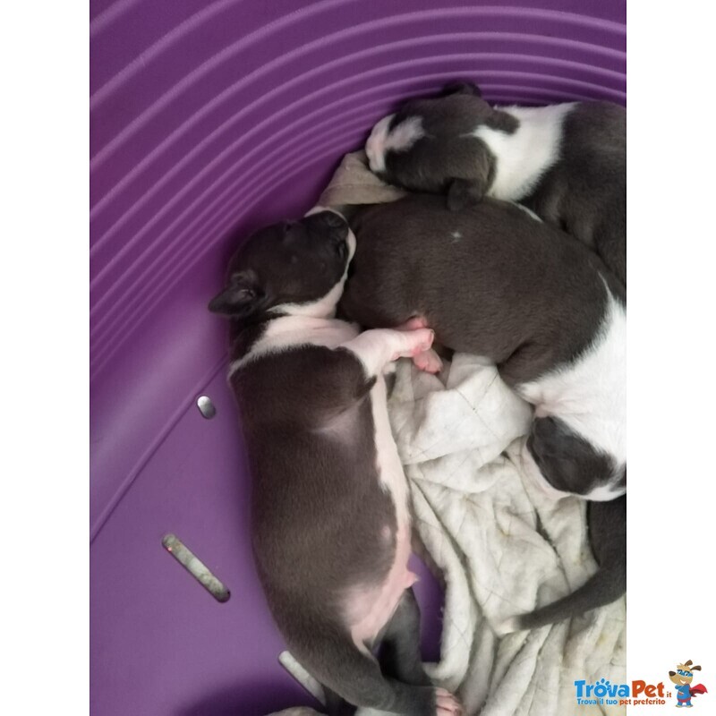 Disponibili Cuccioli di cani Razza Amstaff - Foto n. 1