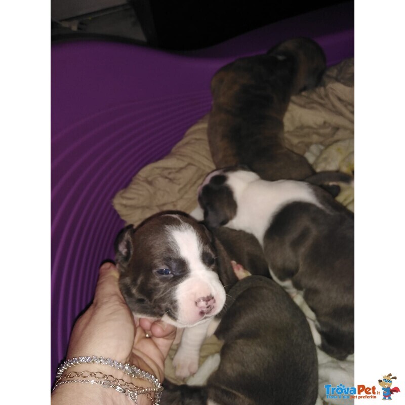 Disponibili Cuccioli di cani Razza Amstaff - Foto n. 5