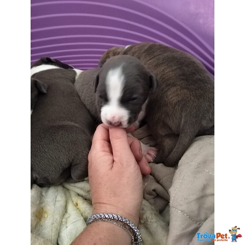 Disponibili Cuccioli di cani Razza Amstaff - Foto n. 6