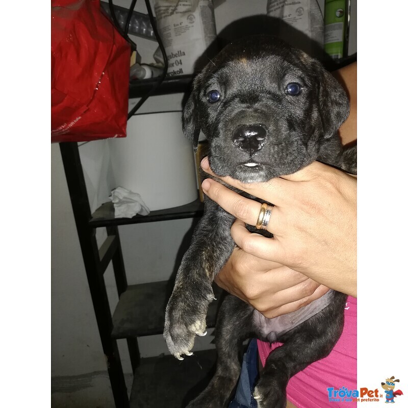 Cuccioli Bellissimi di cane Corso - Foto n. 5