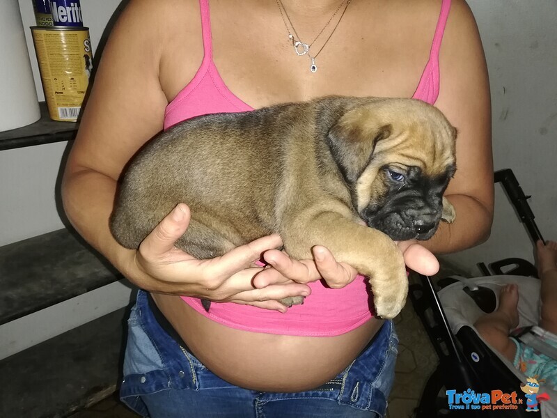 Cuccioli Bellissimi di cane Corso - Foto n. 7