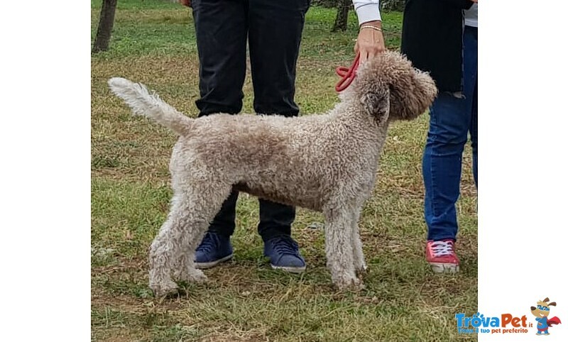 Lagotto Romagnolo con Pedigree Roi - Foto n. 2