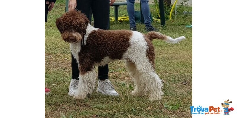 Lagotto Romagnolo con Pedigree Roi - Foto n. 3