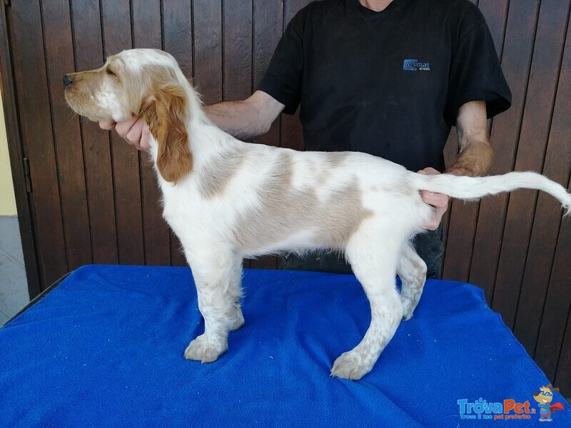 Cani Cuccioli Setter Inglese - Foto n. 2