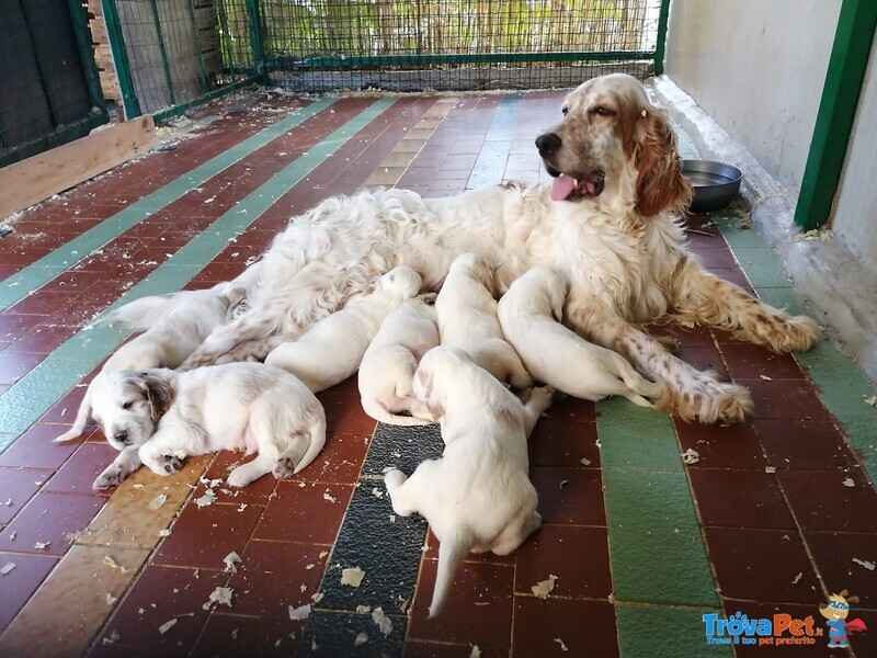 Cani Cuccioli Setter Inglese - Foto n. 4