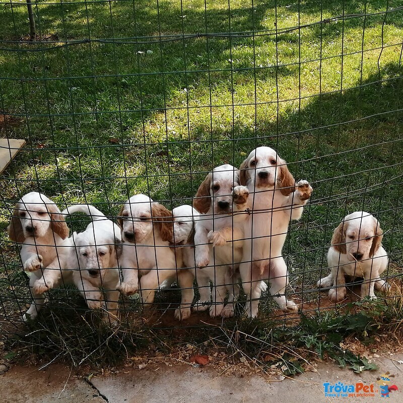 Cani Cuccioli Setter Inglese - Foto n. 5