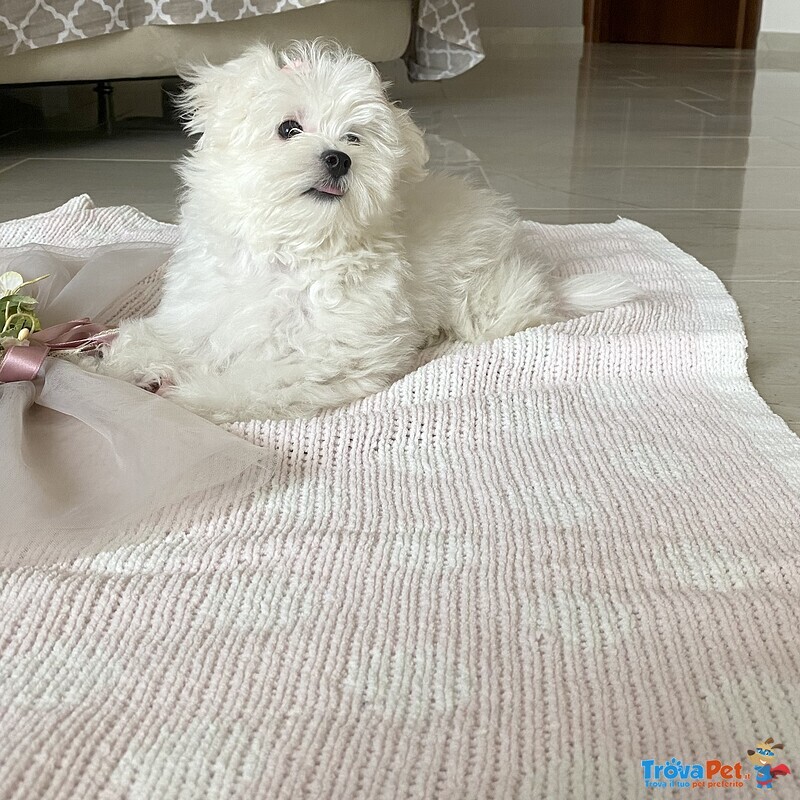 Vendo Cucciola di Maltese Coreano - Foto n. 12