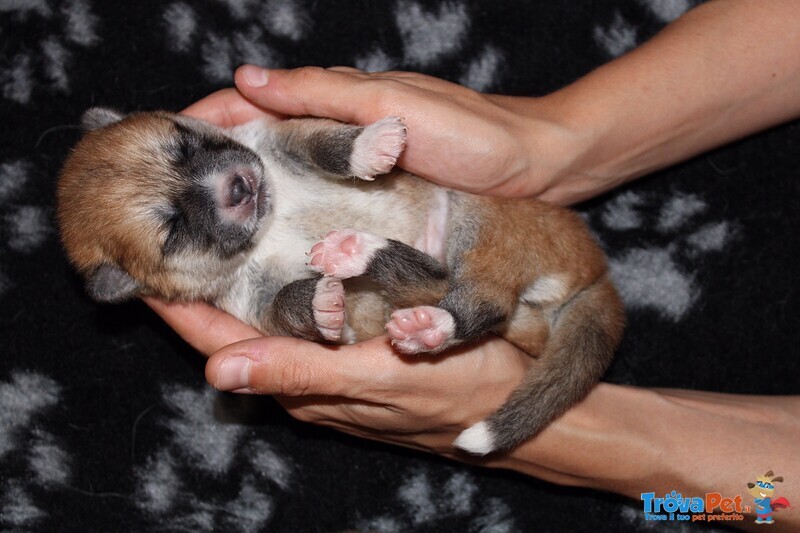 Cuccioli Akita - Foto n. 2