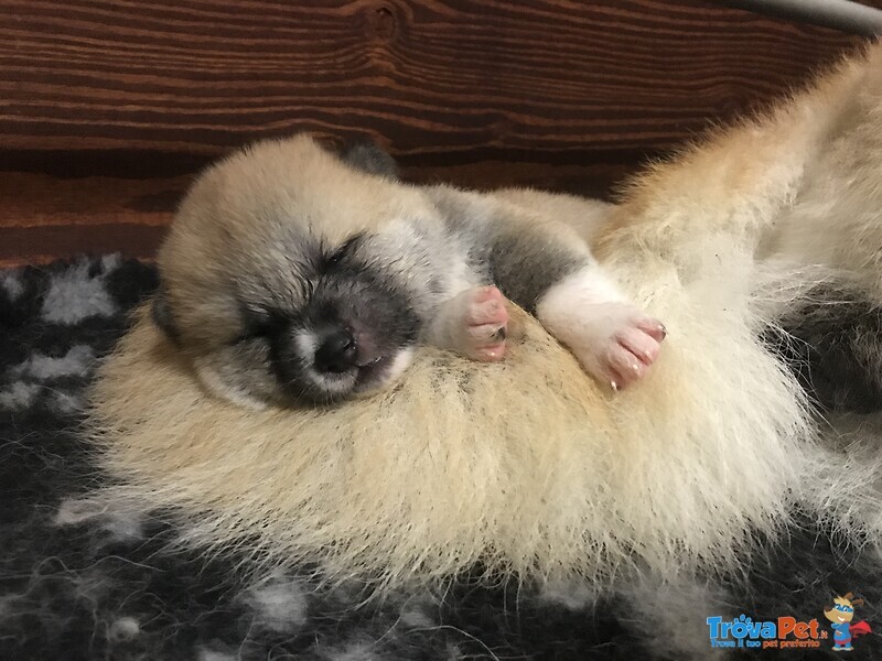 Cuccioli Akita - Foto n. 3