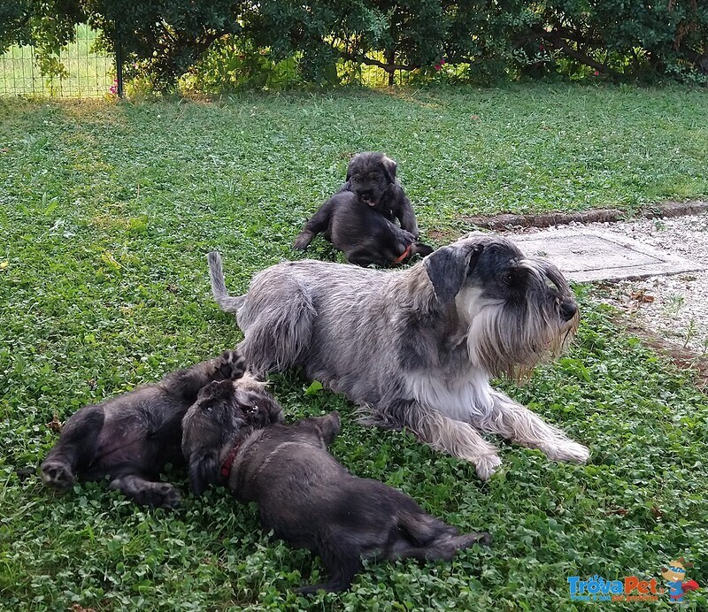 Schnauzer Medio pepe e sale Cuccioli - Foto n. 1