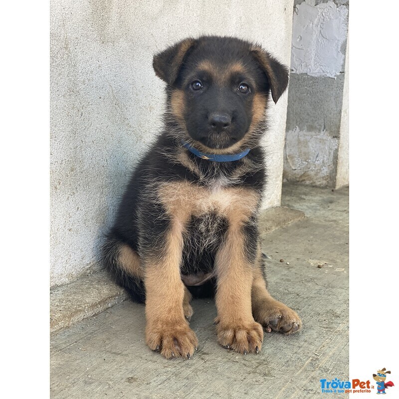 Cuccioli Pastore Tedesco alta Genealogia - Foto n. 1