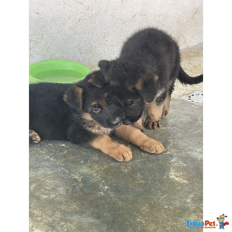 Cuccioli Pastore Tedesco alta Genealogia - Foto n. 3