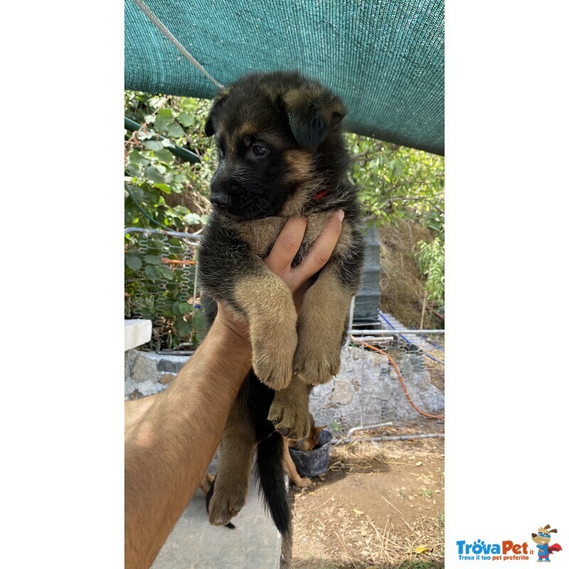 Cuccioli Pastore Tedesco alta Genealogia - Foto n. 4