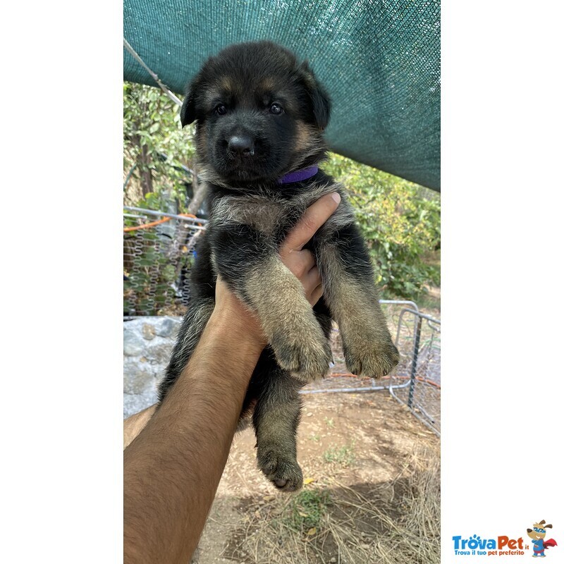 Cuccioli Pastore Tedesco alta Genealogia - Foto n. 5