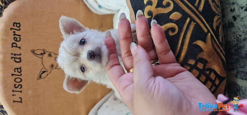 Cuccioli di Chihuahua - Foto n. 3