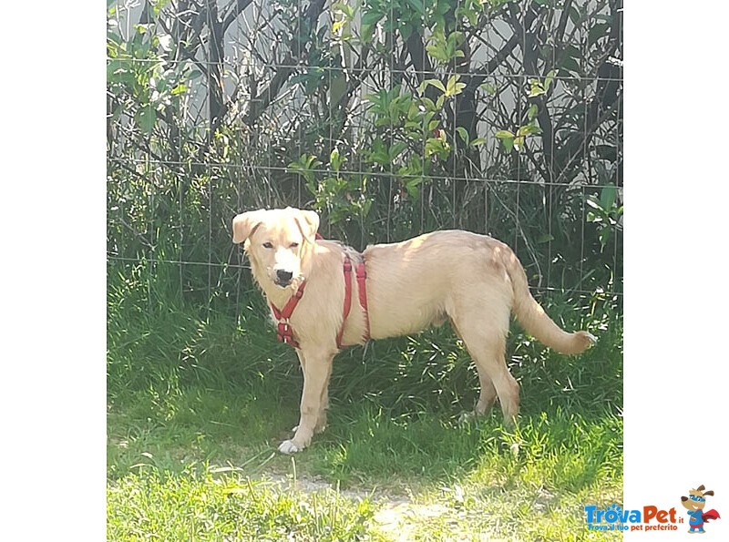 Labrador Incrocio, Cucciolo 6 Mesi, Miele di nome e di Fatto - Foto n. 1