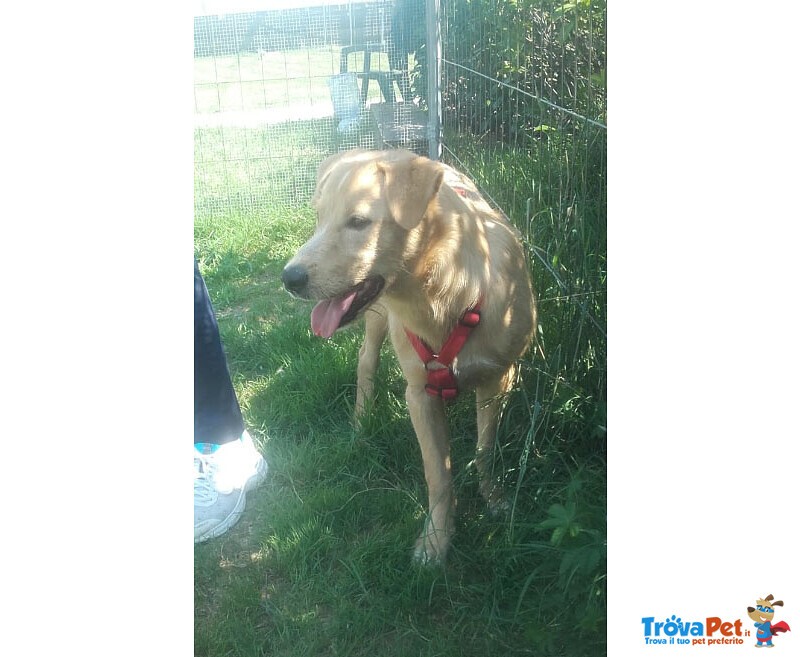 Labrador Incrocio, Cucciolo 6 Mesi, Miele di nome e di Fatto - Foto n. 2