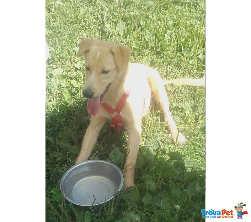 Labrador Incrocio, Cucciolo 6 Mesi, Miele di nome e di Fatto - Foto n. 3