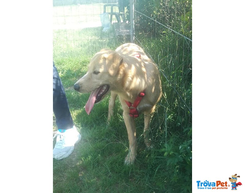 Labrador Incrocio, Cucciolo 6 Mesi, Miele di nome e di Fatto - Foto n. 4