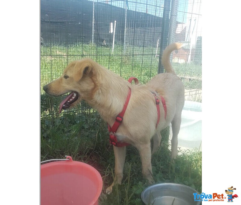 Labrador Incrocio, Cucciolo 6 Mesi, Miele di nome e di Fatto - Foto n. 5