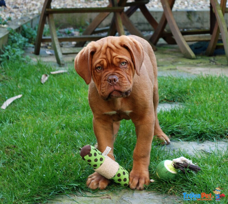 Disponibili Cuccioli Dogue de Bordeaux - Foto n. 1