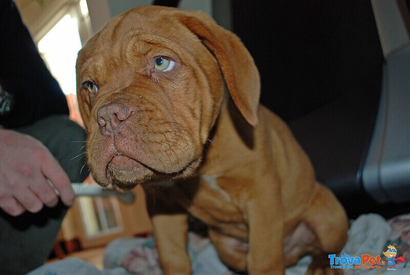 Disponibili Cuccioli Dogue de Bordeaux - Foto n. 2