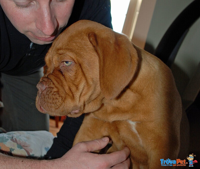 Disponibili Cuccioli Dogue de Bordeaux - Foto n. 3