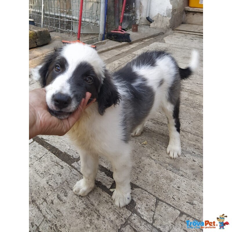 Lelly Cucciola Simil Border Collie Desidera Casa - Foto n. 1