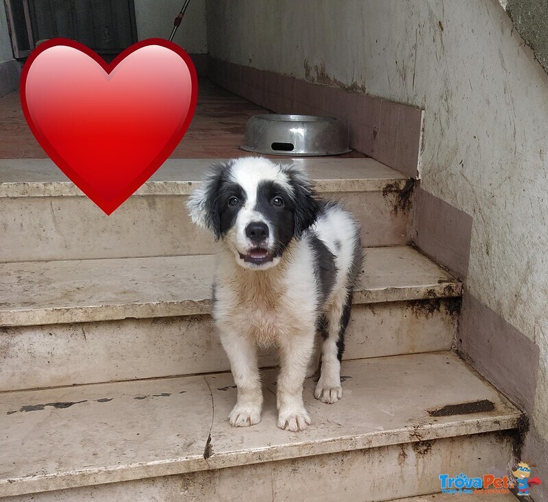 Lelly Cucciola Simil Border Collie Desidera Casa - Foto n. 2