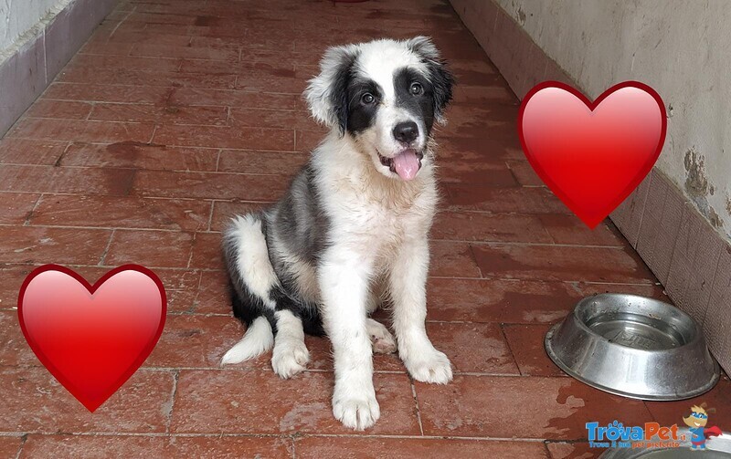 Lelly Cucciola Simil Border Collie Desidera Casa - Foto n. 3